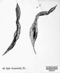 Mycosphaerella brunneola image